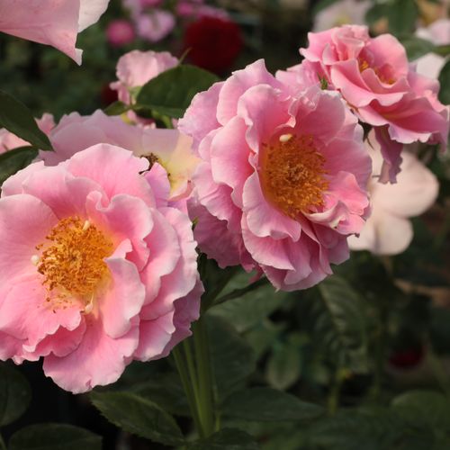 Rose - Fleurs hybrid de thé - rosier à haute tige - retombant